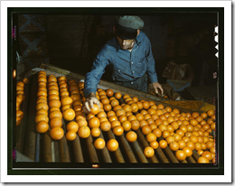 Sorting Oranges / Photographer: Jack Delano