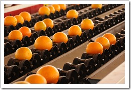 Sorting Oranges / Photographer: bighornplateau1 (flickr.com)