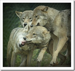 Confirming the hierarchy / Photographer: patries71 (flickr.com)